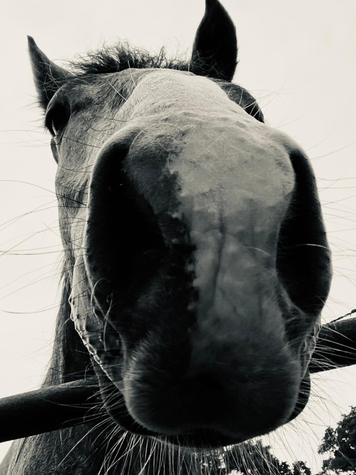 Paard in een groene omgeving bij Luistergrond